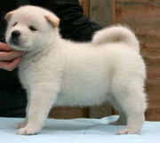 Enticing Akita pups for you